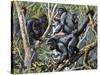 Humboldt's Woolly Monkey (Lagothrix Lagotricha), Cebidae, Drawing-null-Stretched Canvas