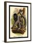 Humboldt's Woolly Monkey-G.r. Waterhouse-Framed Art Print