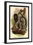 Humboldt's Woolly Monkey-G.r. Waterhouse-Framed Art Print