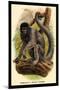 Humboldt's Woolly Monkey-G.r. Waterhouse-Mounted Art Print