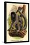 Humboldt's Woolly Monkey-G.r. Waterhouse-Stretched Canvas