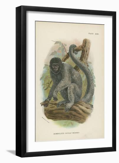 Humboldt's Woolly Monkey-null-Framed Giclee Print