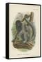 Humboldt's Woolly Monkey-null-Framed Stretched Canvas