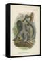Humboldt's Woolly Monkey-null-Framed Stretched Canvas
