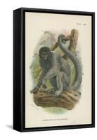 Humboldt's Woolly Monkey-null-Framed Stretched Canvas