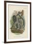 Humboldt's Woolly Monkey-null-Framed Giclee Print