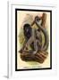 Humboldt's Woolly Monkey-G.r. Waterhouse-Framed Art Print