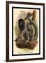 Humboldt's Woolly Monkey-G.r. Waterhouse-Framed Art Print