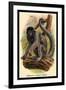 Humboldt's Woolly Monkey-G.r. Waterhouse-Framed Art Print