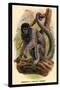 Humboldt's Woolly Monkey-G.r. Waterhouse-Stretched Canvas