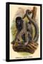 Humboldt's Woolly Monkey-G.r. Waterhouse-Framed Stretched Canvas