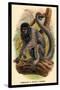 Humboldt's Woolly Monkey-G.r. Waterhouse-Stretched Canvas