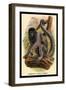 Humboldt's Woolly Monkey-G.r. Waterhouse-Framed Art Print