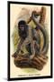 Humboldt's Woolly Monkey-G.r. Waterhouse-Mounted Art Print