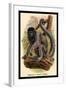 Humboldt's Woolly Monkey-G.r. Waterhouse-Framed Art Print