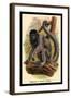 Humboldt's Woolly Monkey-G.r. Waterhouse-Framed Art Print