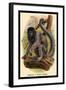 Humboldt's Woolly Monkey-G.r. Waterhouse-Framed Art Print