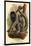 Humboldt's Woolly Monkey-G.r. Waterhouse-Mounted Art Print