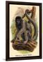 Humboldt's Woolly Monkey-G.r. Waterhouse-Framed Art Print