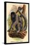 Humboldt's Woolly Monkey-G.r. Waterhouse-Stretched Canvas