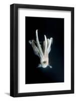 Humboldt Squid (Dosidicus Gigas) at Night Off Loreto-Franco Banfi-Framed Photographic Print