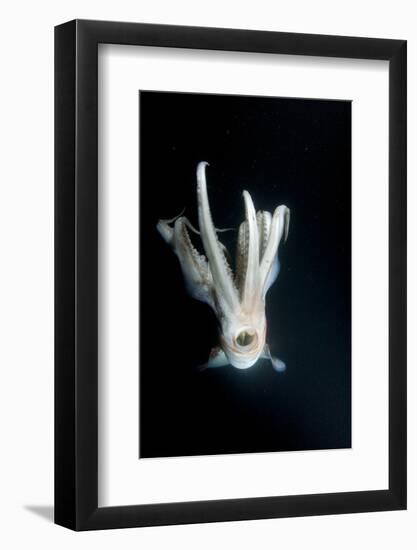 Humboldt Squid (Dosidicus Gigas) at Night Off Loreto-Franco Banfi-Framed Photographic Print