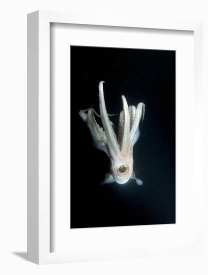 Humboldt Squid (Dosidicus Gigas) at Night Off Loreto-Franco Banfi-Framed Photographic Print