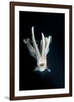 Humboldt Squid (Dosidicus Gigas) at Night Off Loreto-Franco Banfi-Framed Photographic Print