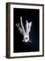 Humboldt Squid (Dosidicus Gigas) at Night Off Loreto-Franco Banfi-Framed Photographic Print