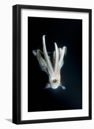 Humboldt Squid (Dosidicus Gigas) at Night Off Loreto-Franco Banfi-Framed Photographic Print