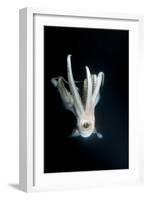 Humboldt Squid (Dosidicus Gigas) at Night Off Loreto-Franco Banfi-Framed Photographic Print