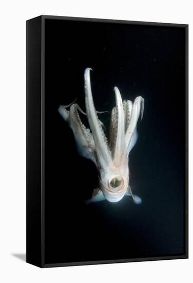 Humboldt Squid (Dosidicus Gigas) at Night Off Loreto-Franco Banfi-Framed Stretched Canvas