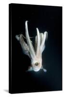 Humboldt Squid (Dosidicus Gigas) at Night Off Loreto-Franco Banfi-Stretched Canvas