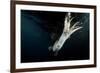 Humboldt Squid (Dosidicus Gigas) Attracted to 'Squid Jig' Bait Which Glows at Night Off Loreto-Franco Banfi-Framed Photographic Print