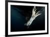 Humboldt Squid (Dosidicus Gigas) Attracted to 'Squid Jig' Bait Which Glows at Night Off Loreto-Franco Banfi-Framed Photographic Print