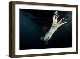 Humboldt Squid (Dosidicus Gigas) Attracted to 'Squid Jig' Bait Which Glows at Night Off Loreto-Franco Banfi-Framed Photographic Print