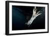 Humboldt Squid (Dosidicus Gigas) Attracted to 'Squid Jig' Bait Which Glows at Night Off Loreto-Franco Banfi-Framed Photographic Print