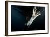 Humboldt Squid (Dosidicus Gigas) Attracted to 'Squid Jig' Bait Which Glows at Night Off Loreto-Franco Banfi-Framed Photographic Print