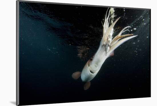 Humboldt Squid (Dosidicus Gigas) Attracted to 'Squid Jig' Bait Which Glows at Night Off Loreto-Franco Banfi-Mounted Photographic Print