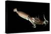 Humboldt Squid (Dosidicus Gigas) Cannibalising Another Squid of the Same Species-Franco Banfi-Stretched Canvas