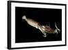 Humboldt Squid (Dosidicus Gigas) Cannibalising Another Squid of the Same Species-Franco Banfi-Framed Photographic Print