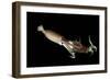 Humboldt Squid (Dosidicus Gigas) Cannibalising Another Squid of the Same Species-Franco Banfi-Framed Photographic Print