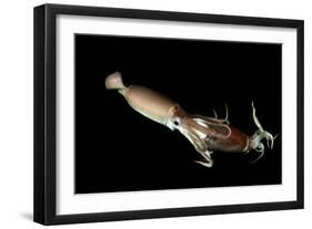 Humboldt Squid (Dosidicus Gigas) Cannibalising Another Squid of the Same Species-Franco Banfi-Framed Photographic Print