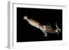 Humboldt Squid (Dosidicus Gigas) Cannibalising Another Squid of the Same Species-Franco Banfi-Framed Photographic Print