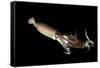 Humboldt Squid (Dosidicus Gigas) Cannibalising Another Squid of the Same Species-Franco Banfi-Framed Stretched Canvas