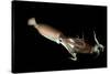 Humboldt Squid (Dosidicus Gigas) Cannibalising Another Squid of the Same Species-Franco Banfi-Stretched Canvas