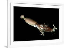 Humboldt Squid (Dosidicus Gigas) Cannibalising Another Squid of the Same Species-Franco Banfi-Framed Photographic Print