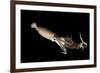 Humboldt Squid (Dosidicus Gigas) Cannibalising Another Squid of the Same Species-Franco Banfi-Framed Photographic Print