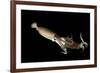 Humboldt Squid (Dosidicus Gigas) Cannibalising Another Squid of the Same Species-Franco Banfi-Framed Photographic Print