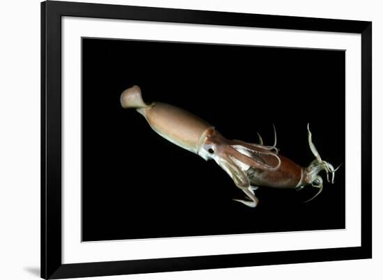 Humboldt Squid (Dosidicus Gigas) Cannibalising Another Squid of the Same Species-Franco Banfi-Framed Photographic Print